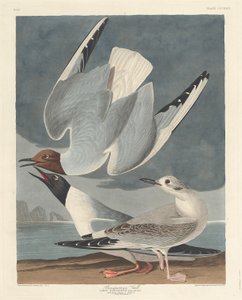 Mewa Bonapartiańska autorstwa Robert Havell after John James Audubon