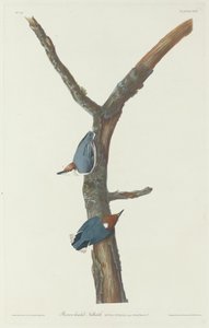 Brązowogłowy Kowalik autorstwa Robert Havell after John James Audubon