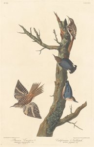 Brązowe pnącze i kowalik kalifornijski autorstwa Robert Havell after John James Audubon