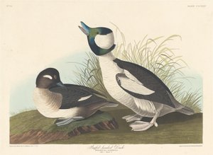 Kaczka Buffelhead autorstwa Robert Havell after John James Audubon