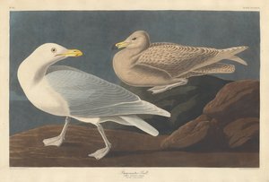 Burmistrz Gull autorstwa Robert Havell after John James Audubon