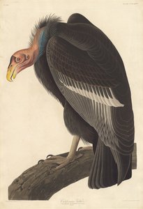 Sęp kalifornijski autorstwa Robert Havell after John James Audubon
