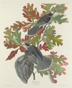Kanada Jay autorstwa Robert Havell after John James Audubon