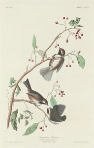 Sikorki kanadyjskie autorstwa Robert Havell after John James Audubon