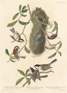 Sikorki kasztanowate, sikorki czarnogłowe i sikorki kasztanowate autorstwa Robert Havell after John James Audubon