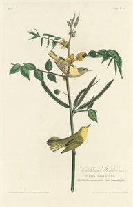 wodniczka dla dzieci autorstwa Robert Havell after John James Audubon