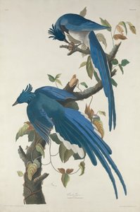 Kolumbia Jay autorstwa Robert Havell after John James Audubon