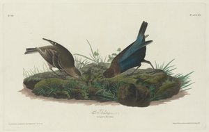 Trznadel krowy autorstwa Robert Havell after John James Audubon