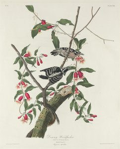 dzięcioł puszysty autorstwa Robert Havell after John James Audubon