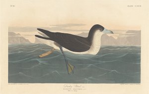 Zmierzch Petrel autorstwa Robert Havell after John James Audubon