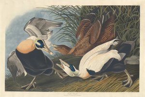 Kaczka edredonowa autorstwa Robert Havell after John James Audubon