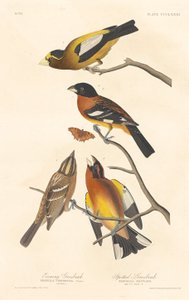 Wieczorny grubodziób i cętkowany grubodziób autorstwa Robert Havell after John James Audubon