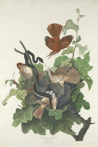 żelazisty drozd autorstwa Robert Havell after John James Audubon