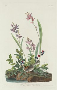 Wróbel polny autorstwa Robert Havell after John James Audubon