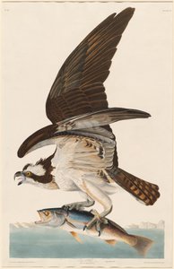 Ryba Jastrząb autorstwa Robert Havell after John James Audubon