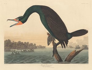 Kormoran florydzki autorstwa Robert Havell after John James Audubon