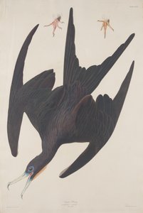 Fregata Pelikan autorstwa Robert Havell after John James Audubon
