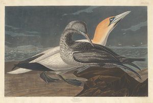 Głuptak autorstwa Robert Havell after John James Audubon
