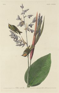 Strzyżyk złotoczuby autorstwa Robert Havell after John James Audubon