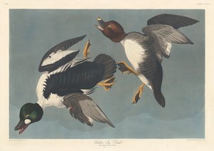 Kaczka Złotooka autorstwa Robert Havell after John James Audubon