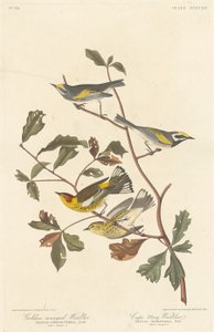 Świstówka złotoskrzydła i wodniczka Cape May autorstwa Robert Havell after John James Audubon