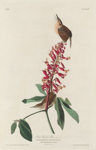 Wielka Karolina Wren autorstwa Robert Havell after John James Audubon