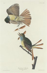Wielka muchołówka czubata autorstwa Robert Havell after John James Audubon
