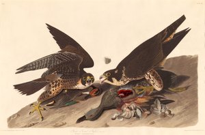 Jastrząb wielki stąpający autorstwa Robert Havell after John James Audubon