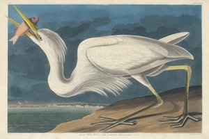 Czapla biała autorstwa Robert Havell after John James Audubon