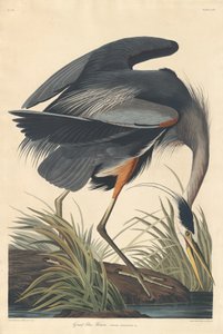 Czapla niebieska autorstwa Robert Havell after John James Audubon