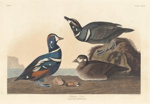 Kaczka Arlekin autorstwa Robert Havell after John James Audubon