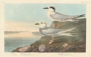 Rybitwa Havella i Rybitwa Trudeau autorstwa Robert Havell after John James Audubon