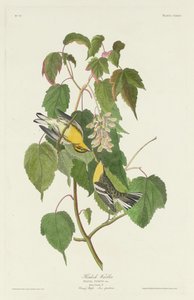 Cykuta pokrzewka autorstwa Robert Havell after John James Audubon