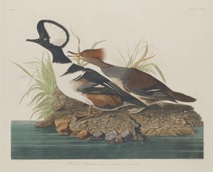 Zakapturzony nurogęś autorstwa Robert Havell after John James Audubon