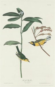 Zakapturzona wodniczka autorstwa Robert Havell after John James Audubon