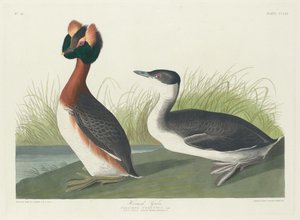 Perkoz rogaty autorstwa Robert Havell after John James Audubon