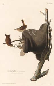 Dom Wren autorstwa Robert Havell after John James Audubon