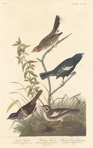 Lark Finch, Prairie Finch i Brown Song Sparrow autorstwa Robert Havell after John James Audubon
