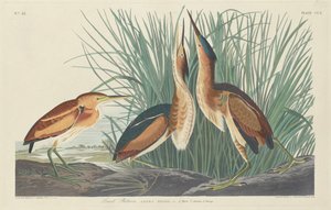 Najmniejszy bąk autorstwa Robert Havell after John James Audubon