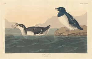 Auk autorstwa Robert Havell after John James Audubon