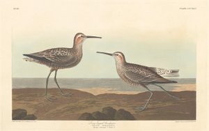 Długonogi Sandpiper autorstwa Robert Havell after John James Audubon