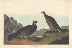 Cietrzew długoogoniasty lub Dusky autorstwa Robert Havell after John James Audubon