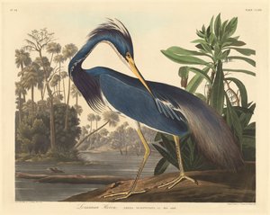 Luizjana Czapla autorstwa Robert Havell after John James Audubon
