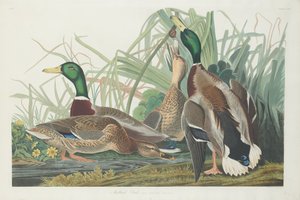 Kaczka krzyżówka autorstwa Robert Havell after John James Audubon
