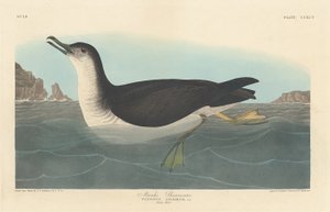 Burzyk Manksa autorstwa Robert Havell after John James Audubon
