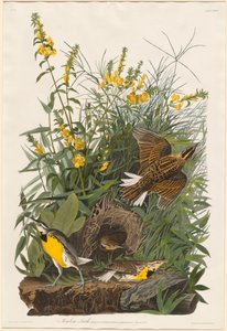 Skowronek Łąkowy autorstwa Robert Havell after John James Audubon