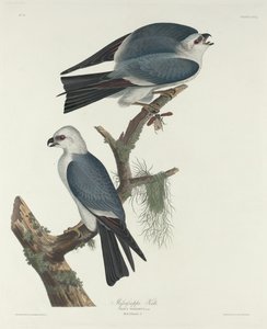 Latawiec Missisipi autorstwa Robert Havell after John James Audubon
