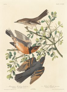 Przedrzeźniacz górski i różnorodny drozd autorstwa Robert Havell after John James Audubon