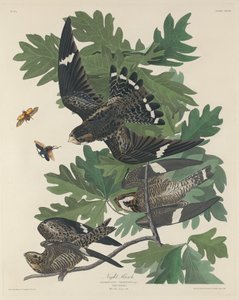 Nocny jastrząb autorstwa Robert Havell after John James Audubon