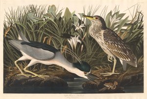 Ślepowron lub Qua ptak autorstwa Robert Havell after John James Audubon